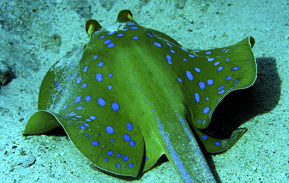 Bluespotted Ribbontail Ray (Taeniura lymma). Location unknown.   (RR)  