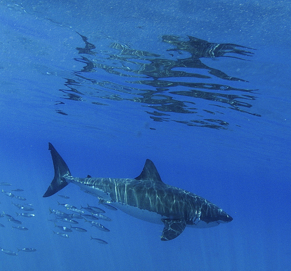 Great White Shark (Carcharodon Carcharias) swimming with shoal of fish.
Isla Guadalupe, Mexico.
