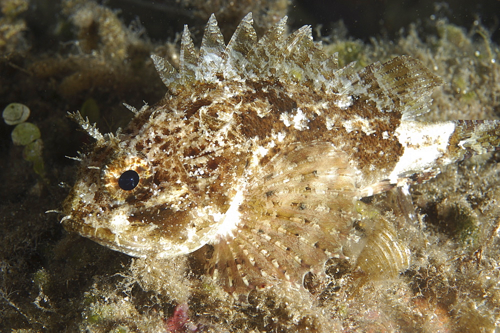 Scorpionfish (Taurulus bubalis).
Sardinia, Italy
   (RR)