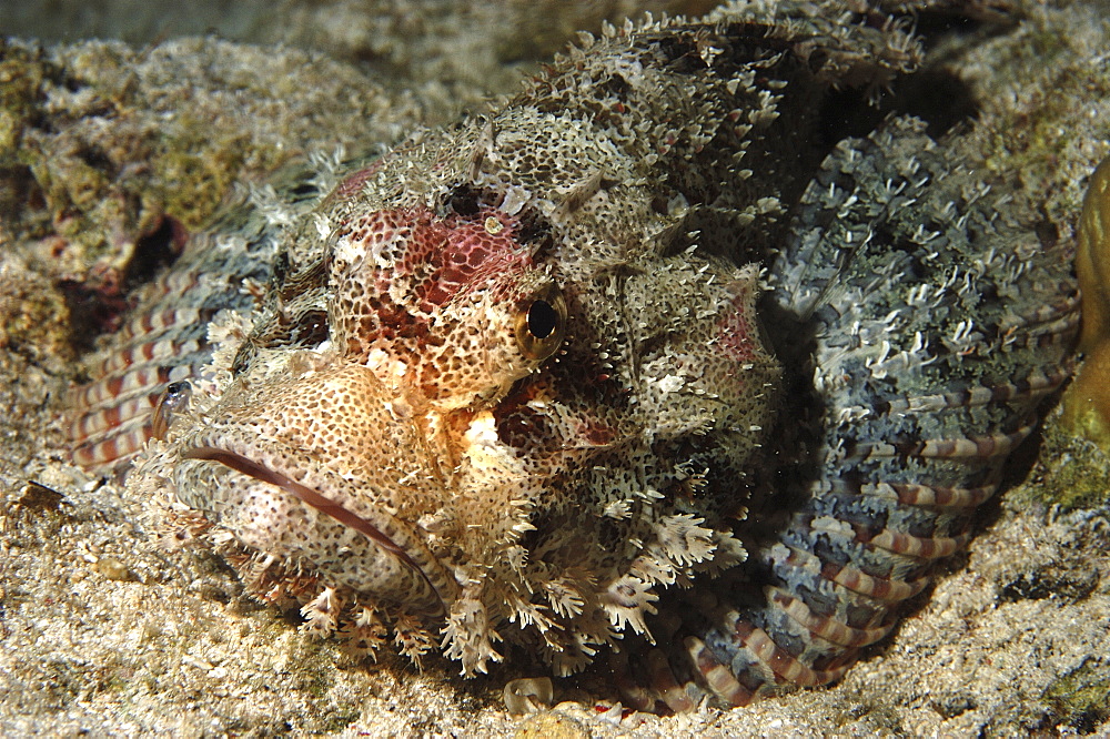 Scorpionfish (Species unknown) with fish louse. 
Wakatobi, Onemobaa Island, Indonesia
   (RR)