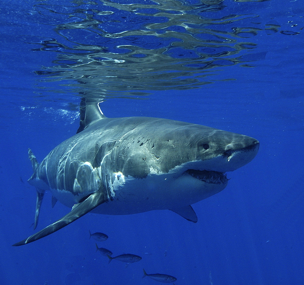 Great White Shark (Carcharodon Carcharias) swimming with shoal of fish.
Isla Guadalupe, Mexico.
