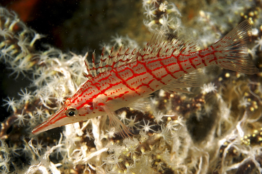 Longnose Hawkfish (Oxycirrhites typus). 
Mabul Island, Borneo, Malaysia
   (RR)