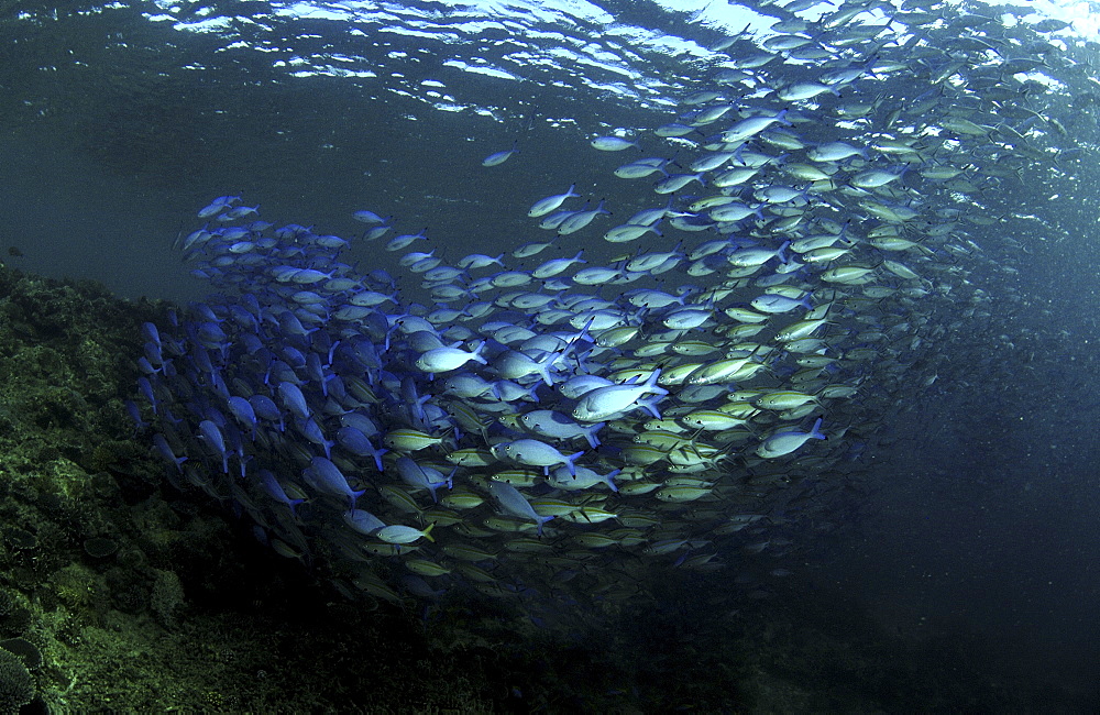 Shoal of Lunar Fusiliers & Scissor-tailed Fusiliers (Caesio cuning & Caesio caerulaurea) Barracuda Point, Sipadan Island, Borneo, Malaysia
   (RR)