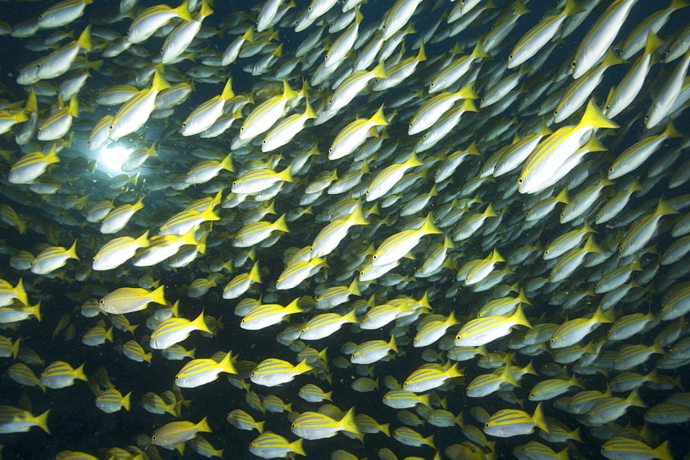 Bengal Snapper (Lutjanus bengalensis). Shoal.
Seychelles
   (RR)