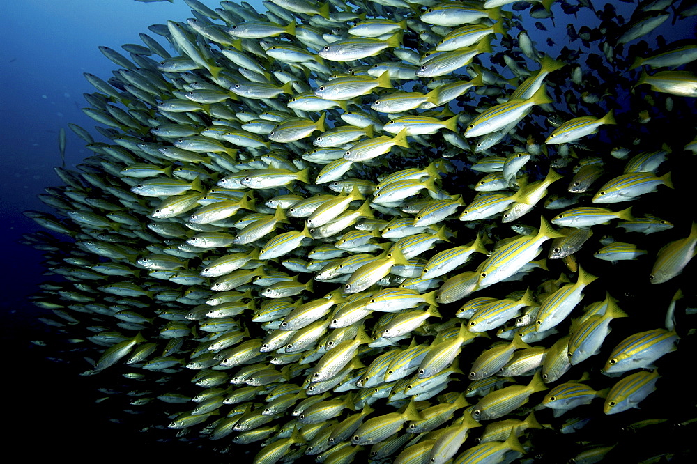 Bengal Snapper (Lutjanus bengalensis) Shoal.
Seychelles
   (RR)