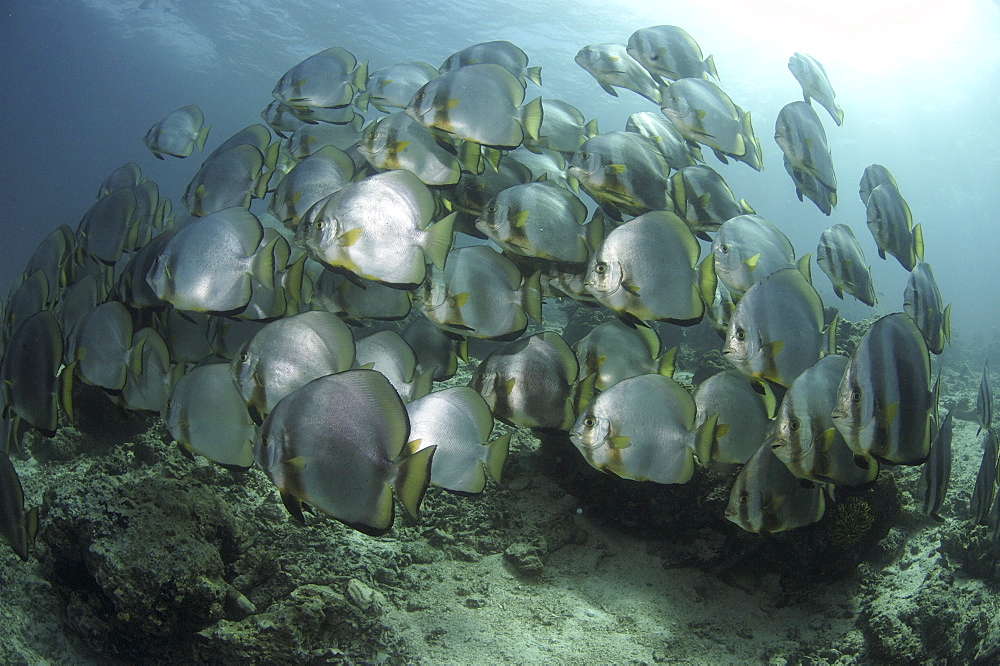 Circular Spadefish/Batfish (Platax orbicularis) Shoal. Barracuda Point, Sipadan Island, Borneo, Malaysia
   (RR)