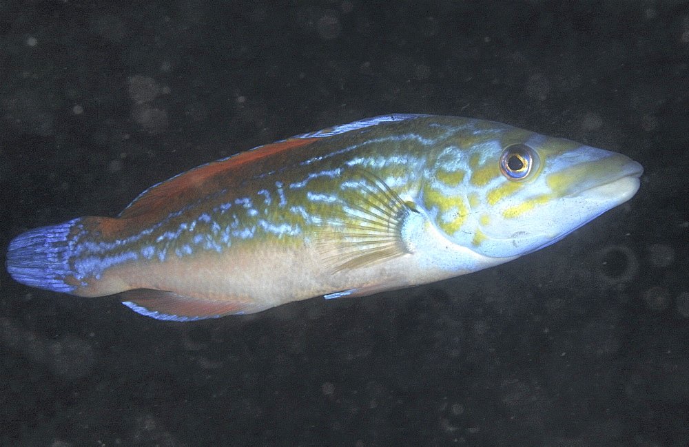 Cuckoo Wrasse (Labrus bimaculatus or L.mixtus) Male.
Cornwall, UK

Restricted resolution (Please contact us)   (RR)