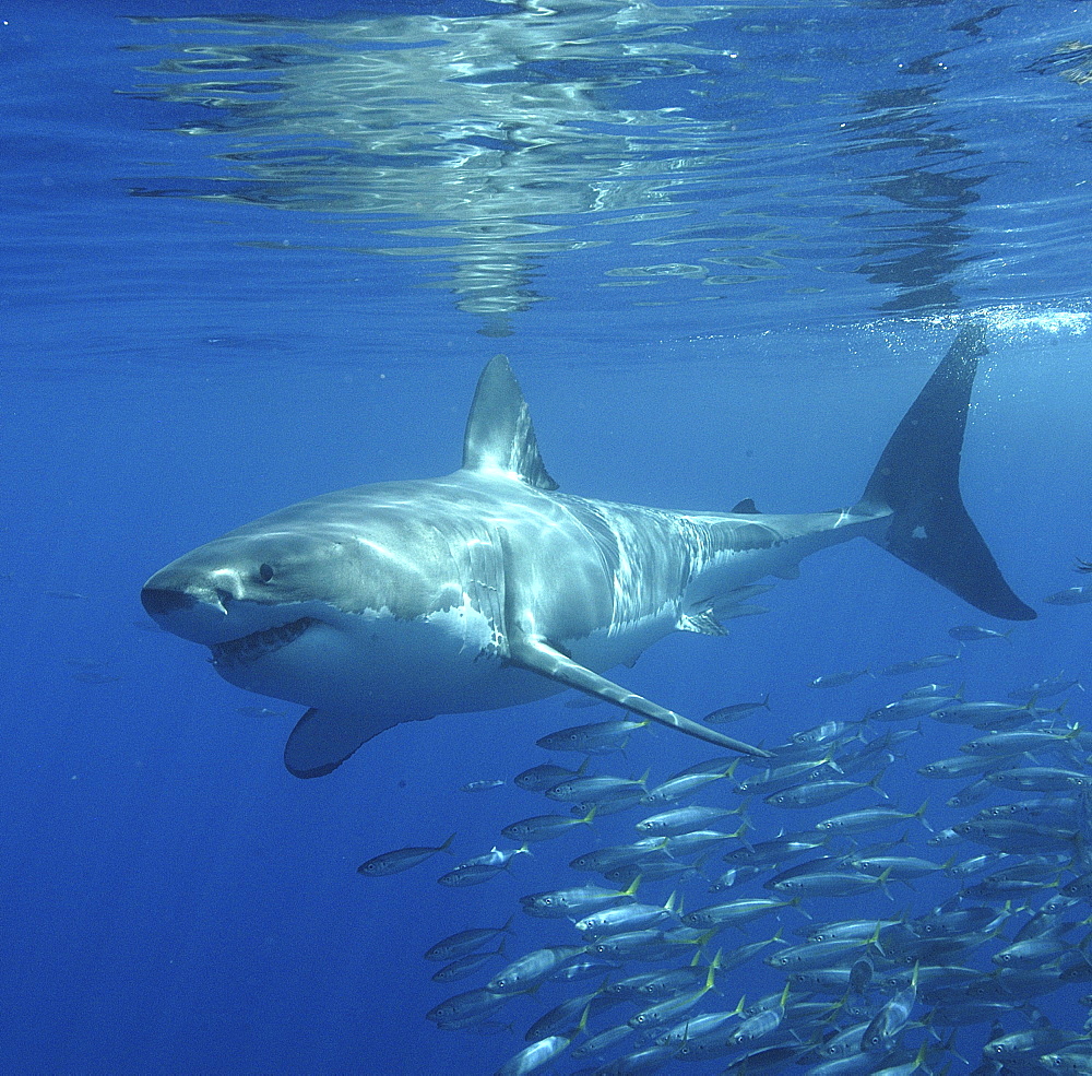 Great White Shark (Carcharodon Carcharias) swimming with shoal of fish.
Isla Guadalupe, Mexico.
