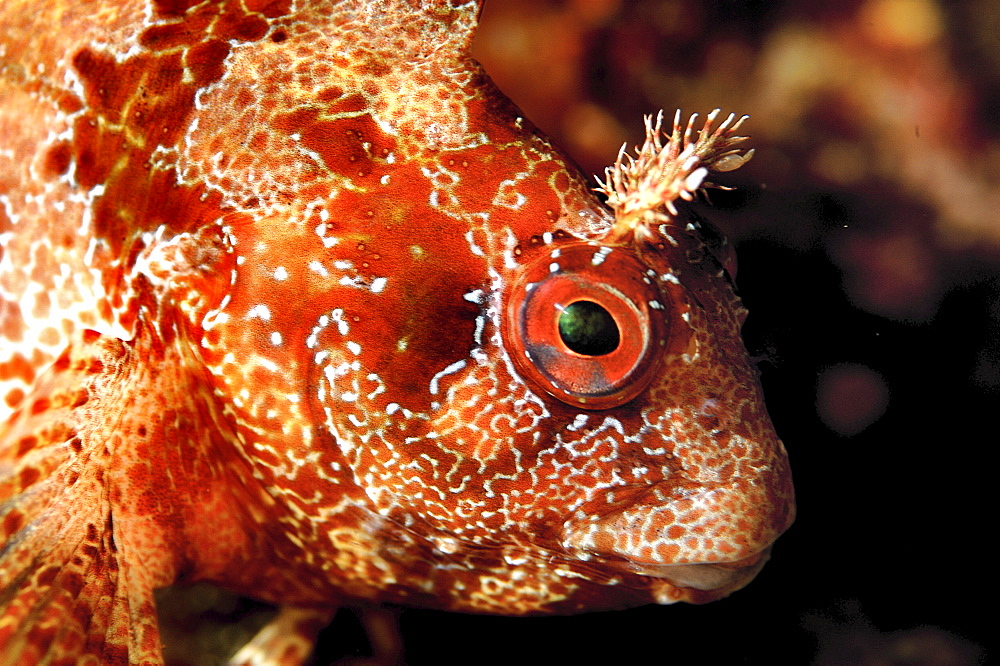 Tompot blenny (Blennius Gattorugine) head detail.
Ireland
                            (RR)