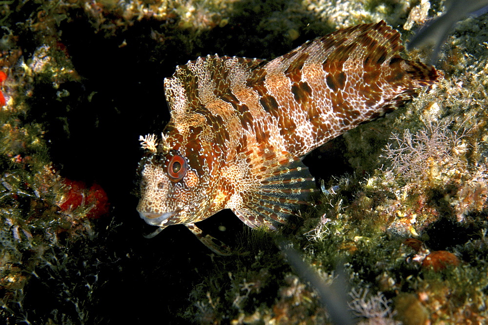 Tompot blenny (Blennius gattorugine) close up.
Babbacombe, Torquay, South Devon, UK

Restricted Resolution (please contact us)   (RR)