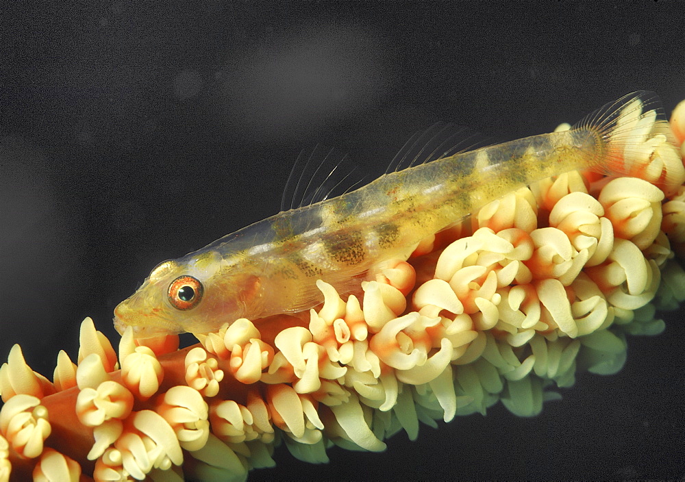 Goby (Bryaninops sp.) on a wire coral. 
Wakatobi, Onemobaa Island, Indonesia

Restricted resolution (Please contact us).   (RR)