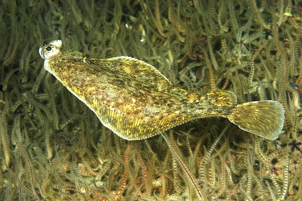 Flounder (Pleuronectus flesus or Platichthys flesus) close up. 
St Abbs Marine Reserve, Berwickshire, Scotland

Restricted resolution (Please contact us).   (RR)