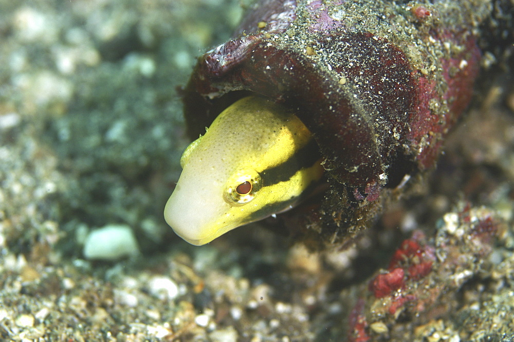 Fish (Species unknown).
Sulawesi, Indonesia
   (RR)