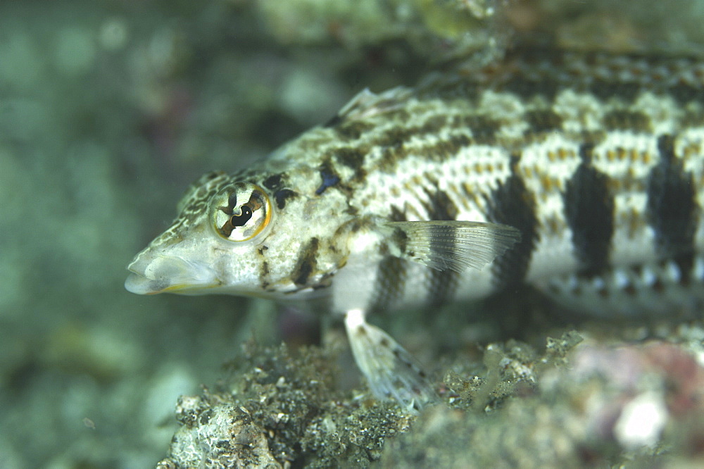 Fish (Species unknown).
Sulawesi, Indonesia
   (RR)