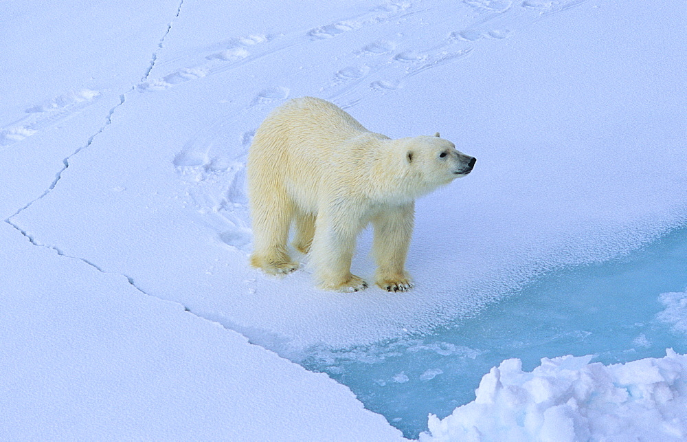 Polar Bear (Ursus Maritimus) on cracking sea ice. Rijpfjorden, Svalbard.