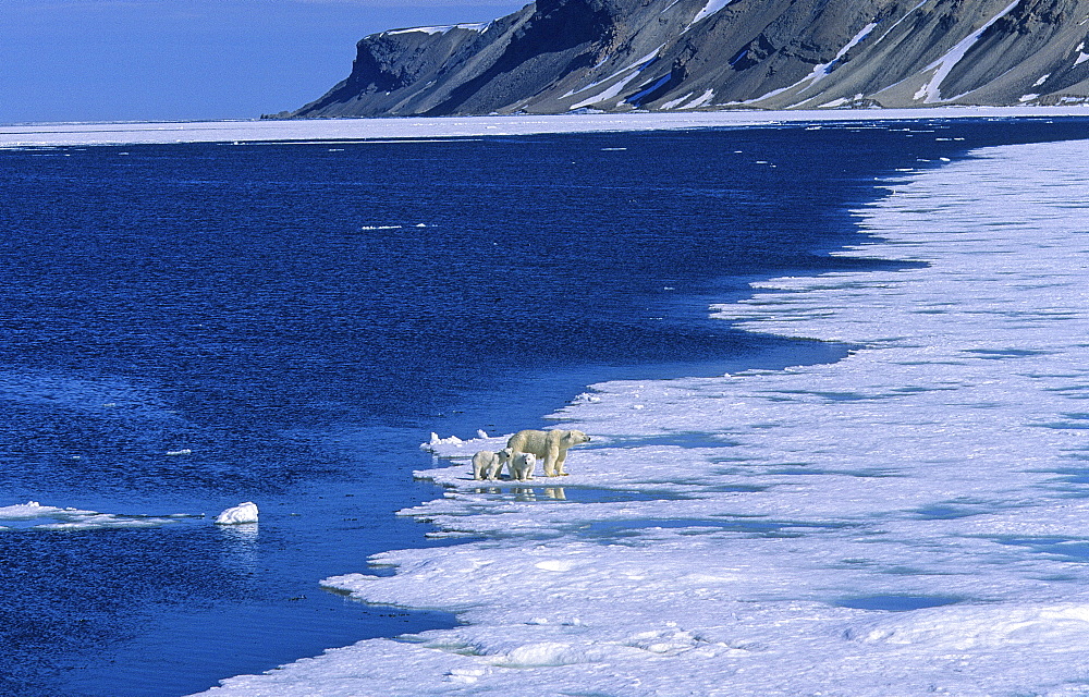 Polar Bear (Ursus Maritimus) mother with two cubs. Rijpfjorden, Svalbard.