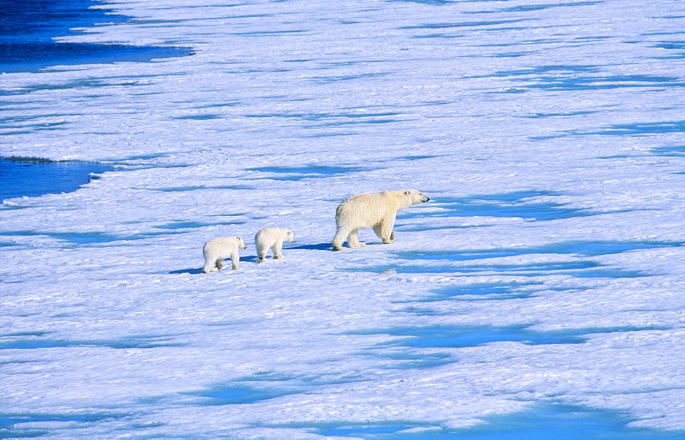 Polar Bear (Ursus Maritimus) mother with two cubs walking on sea ice. Rijpfjorden, Svalbard.