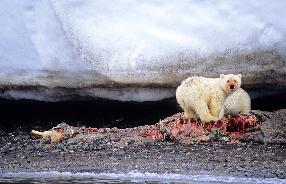 Two young Polar Bears (Ursus Maritimus) feeding of a walrus carcass (Odobenus Rosmarus). WilhelmØya, Svalbard.