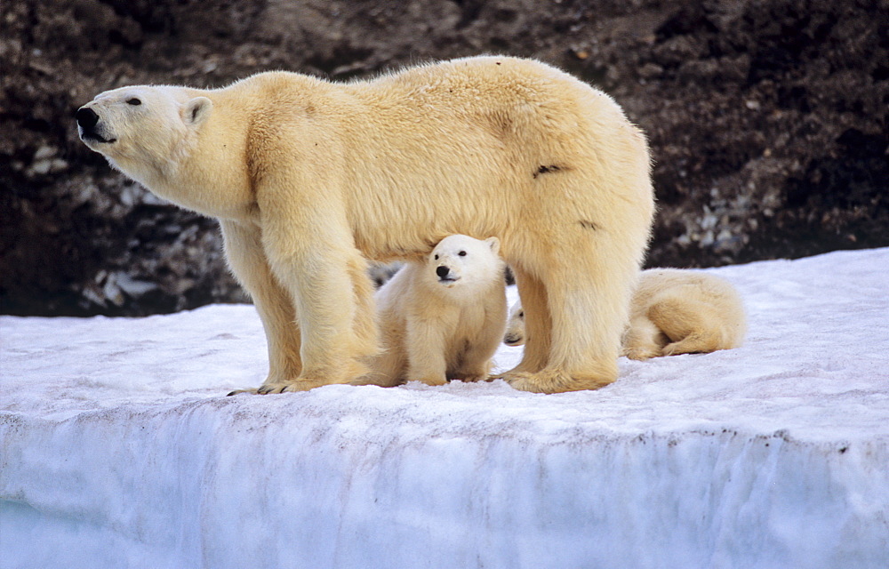 Polar Bear (Ursus Maritimus) mother protecting her two cubs . WilhelmØya, Svalbard.