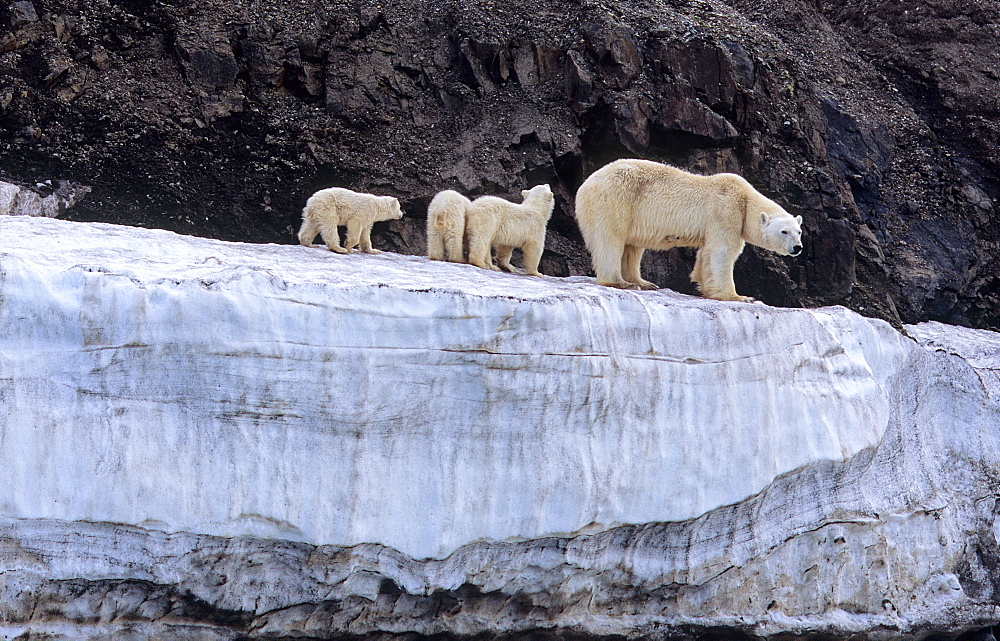 Polar Bear (Ursus Maritimus) mother with three cubs on an ice terrace. WilhelmØya, Svalbard.