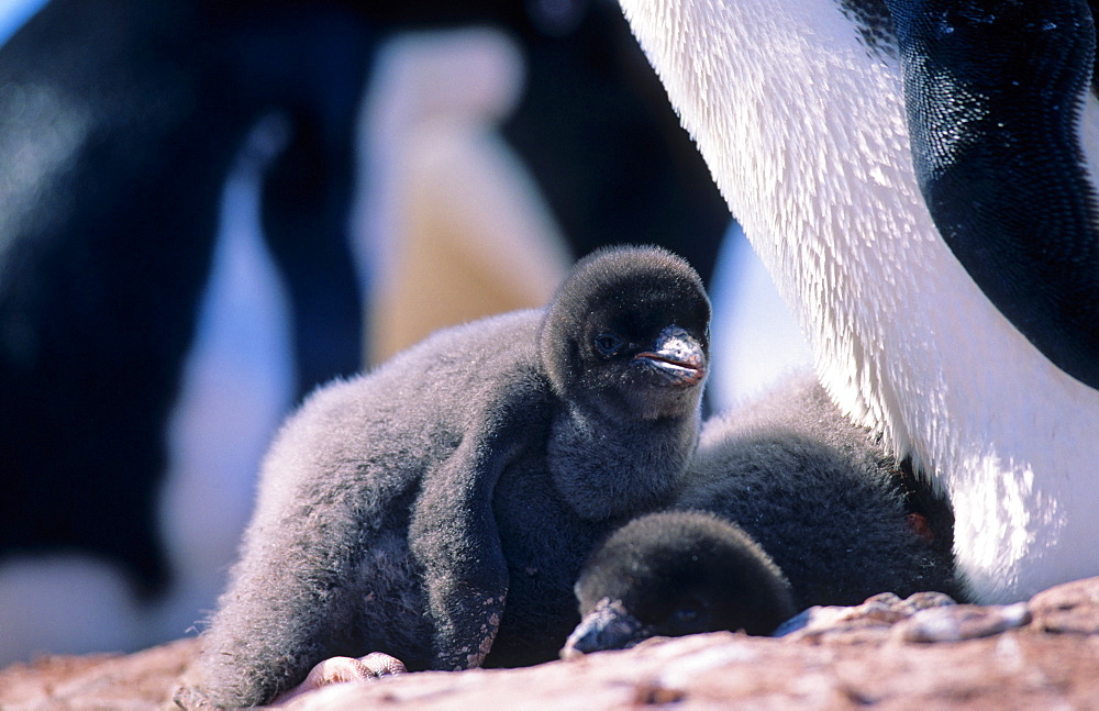 Two AdÃ©lie Penguin (Pygoscelis adeliae) chicks enjoying childhood guarded by one of their parents. Petermann Island, Antarctica