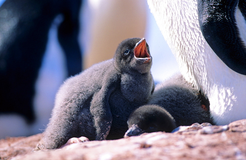 Two AdÃ©lie Penguin (Pygoscelis adeliae) chicks enjoying childhood guarded by one of their parents. Petermann Island, Antarctica