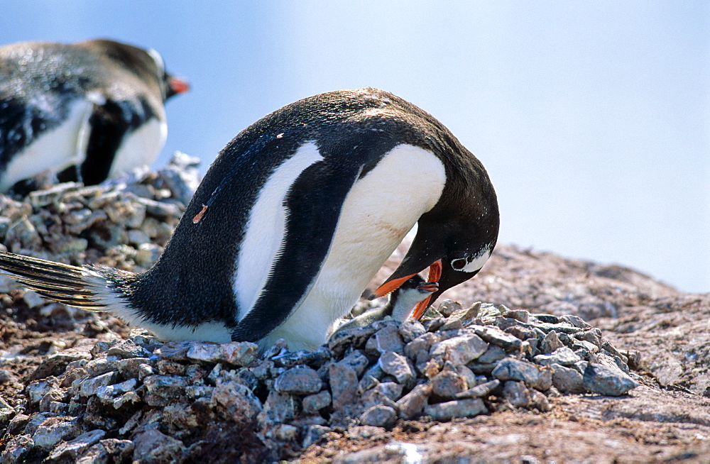 Adult Gentoo Penguin (Pygoscelis papua) checking on its chick while sitting on nest. Cuverville Island, Antarctica