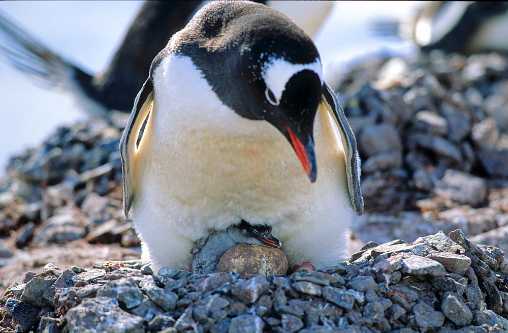 Adult Gentoo Penguin (Pygoscelis papua) sitting on nest with one hatched chicken and one still being in egg. Cuverville Island, Antarctica