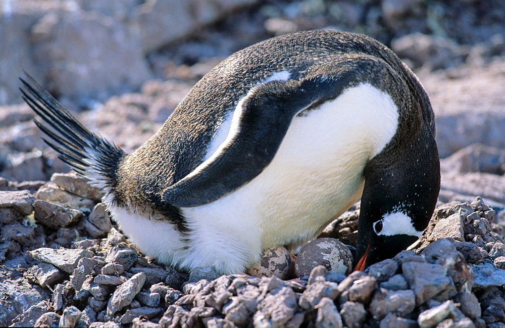 Adult Gentoo Penguin (Pygoscelis papua) sitting on nest with two eggs. Cuverville Island, Antarctica