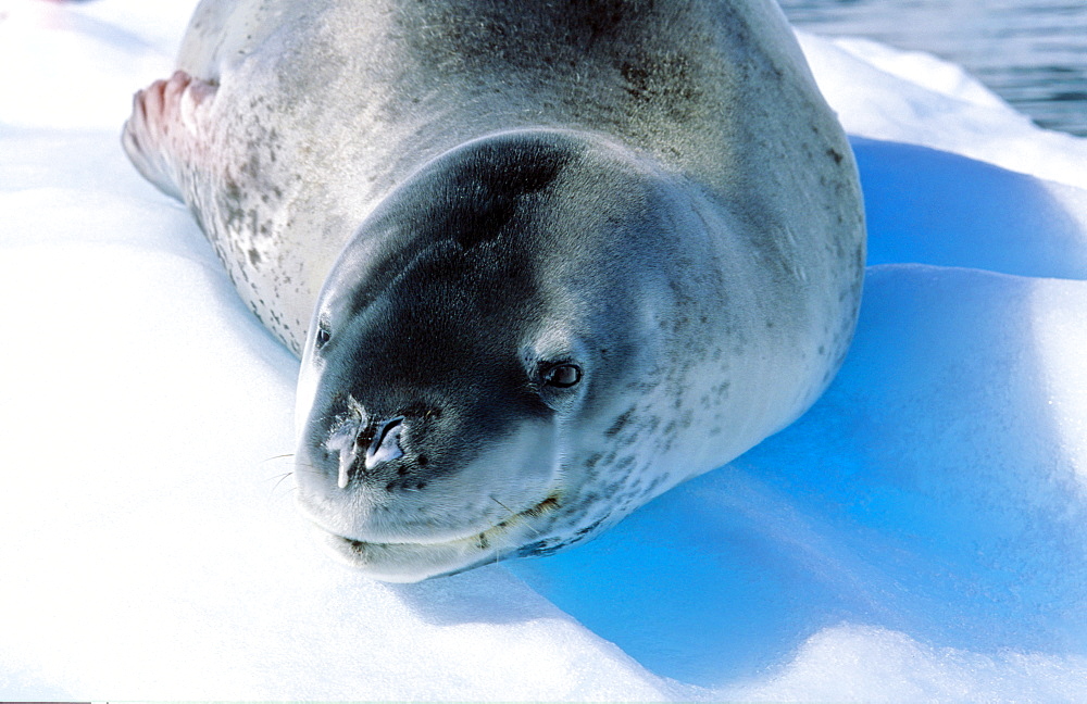 Leopard Seal (Hydruga leptonyx) lying and resting on ice. Paradise Harbour, Antarctica