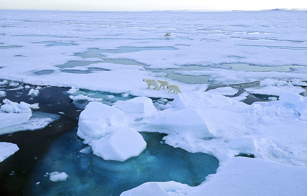 Two female Polar Bears (Ursus maritimus) accompanied by two cubs each walking off from each other after having had a close met up.  South of Nordaustlandet, Svalbard Archipelago, High Norwegian Arctic      (rr)