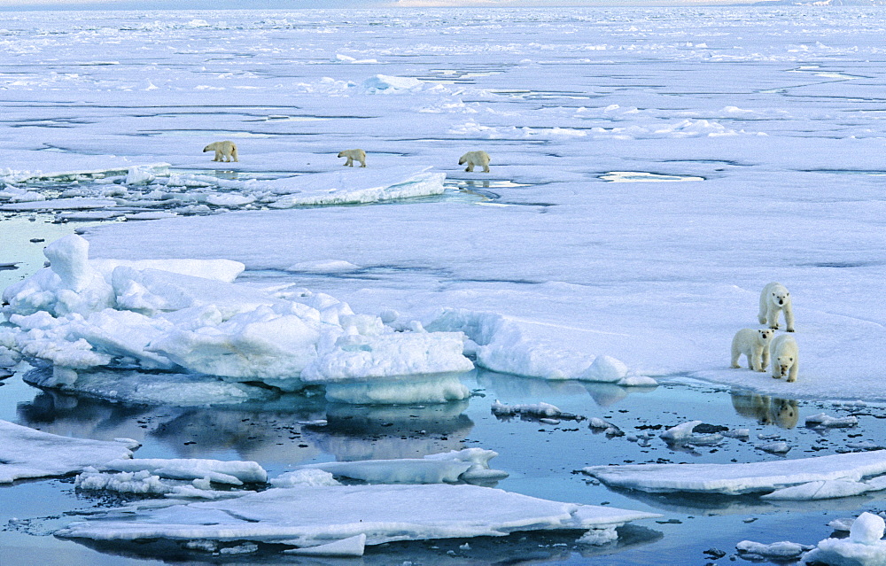 Two female Polar Bears (Ursus maritimus) accompanied by two cubs each walking on pack ice and looking to us.  South of Nordaustlandet, Svalbard Archipelago, High Norwegian Arctic