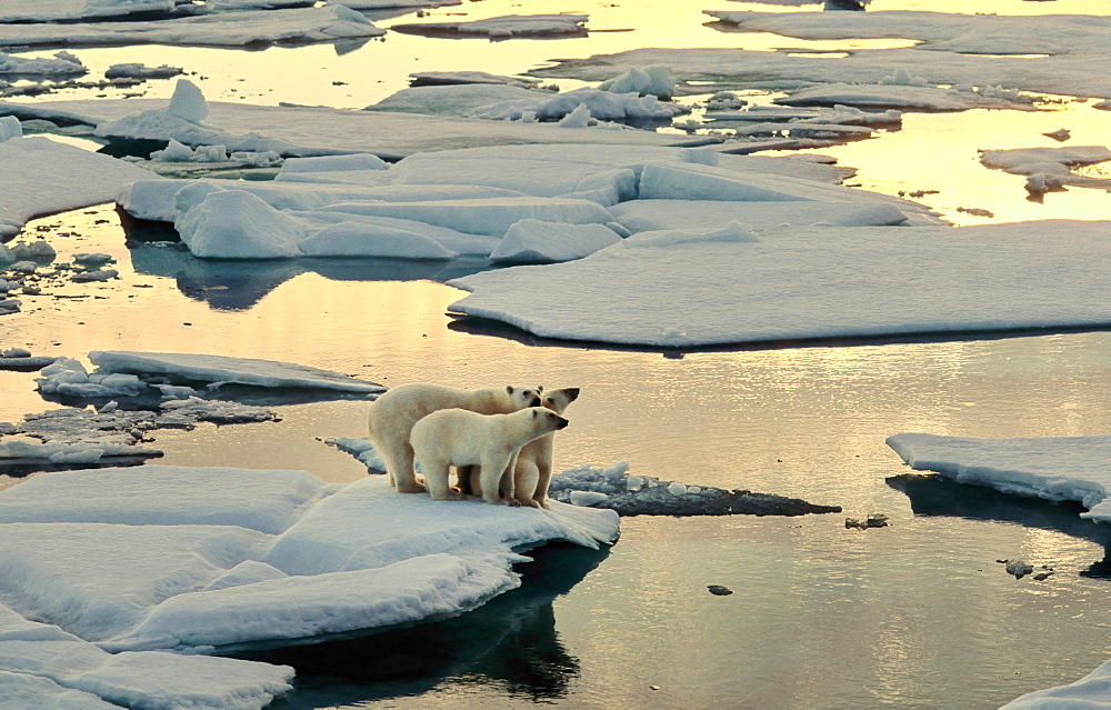 Female Polar Bear (Ursus maritimus) accompanied by two cubs seeking for mother's protection, all on melting pack ice in the early morning sun.  South of Nordaustlandet, Svalbard Archipelago, High Norwegian Arctic     (rr)