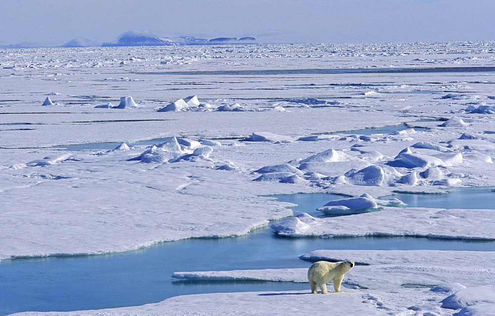 A well fed Polar Bear (Ursus maritimus) standing on melting pack ice, looking curiously, in the background a mountain silhouette .  Northwest of Nordaustlandet, Svalbard Archipelago, High Norwegian Arctic