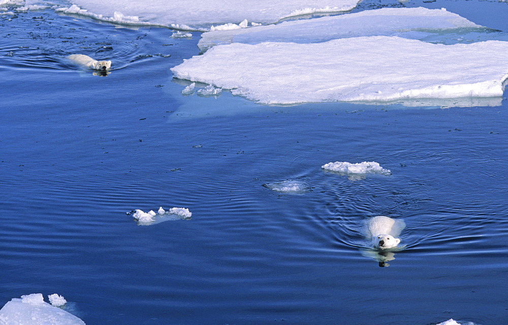 Two Polar Bears (Ursus maritimus) approaching while swimming amongst melting ice floes.  Northwest of Nordaustlandet, Svalbard Archipelago, High Norwegian Arctic