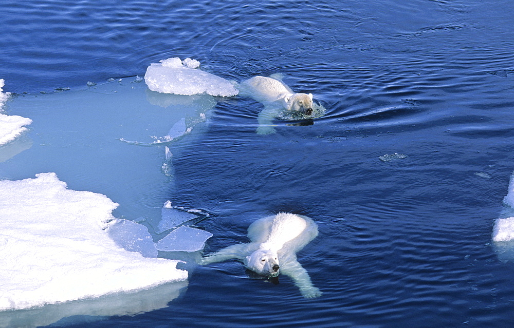 Two Polar Bears (Ursus maritimus) approaching while swimming amongst melting ice floes.  Northwest of Nordaustlandet, Svalbard Archipelago, High Norwegian Arctic