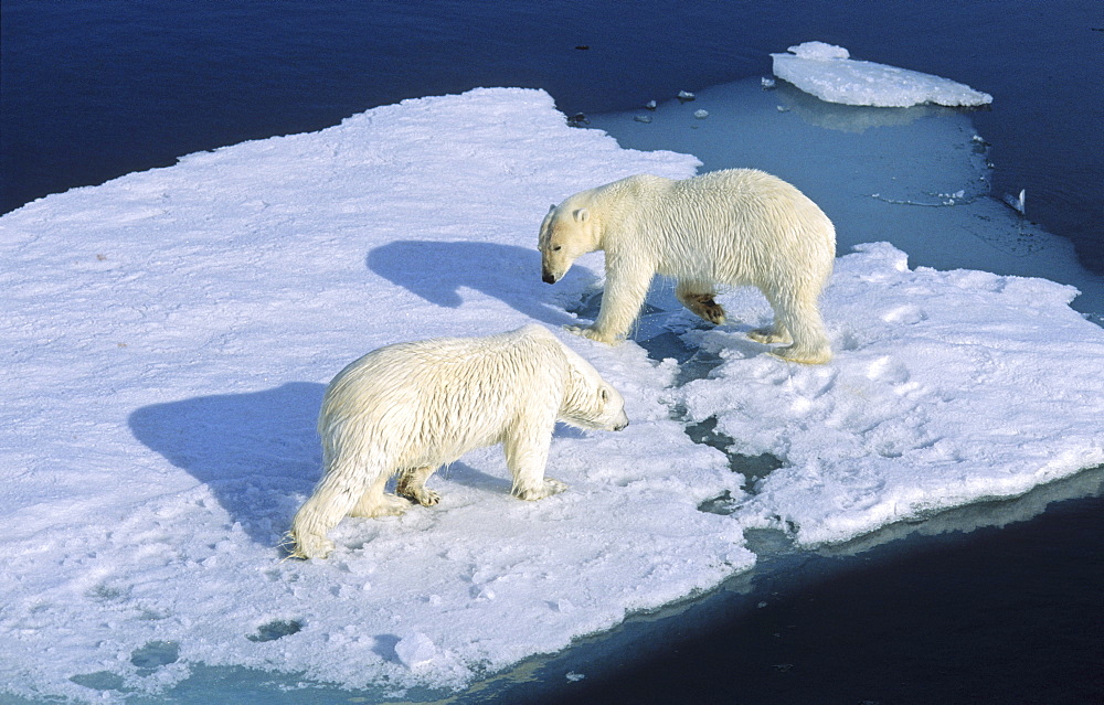 Meet up of two Polar Bears (Ursus maritimus) the weaker one has to give way.  Northwest of Nordaustlandet, Svalbard Archipelago, High Norwegian Arctic