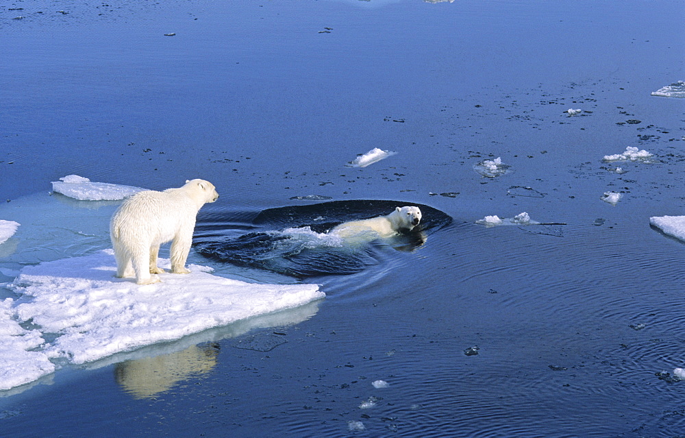 Two Polar Bears (Ursus maritimus) getting ready for swimming in the sea .  Northwest of Nordaustlandet, Svalbard Archipelago, High Norwegian Arctic