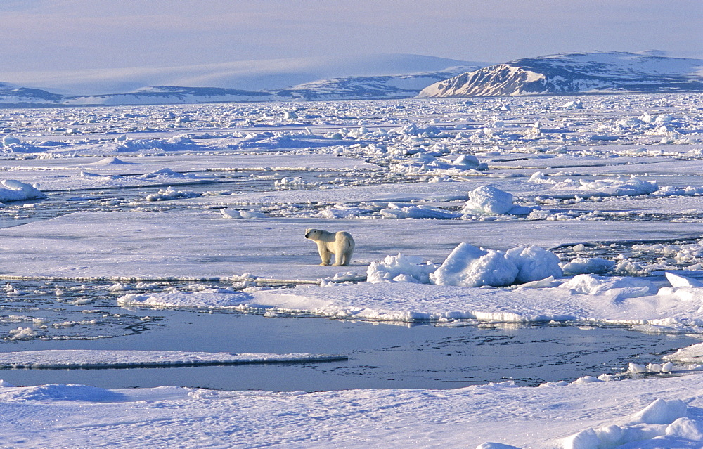 Polar Bear (Ursus maritimus) standing on a huge pack ice field, in the background a mountain silhouette .  NordenskiÃ ldbukta, North of Nordaustlandet, Svalbard Archipelago, High Norwegian Arctic