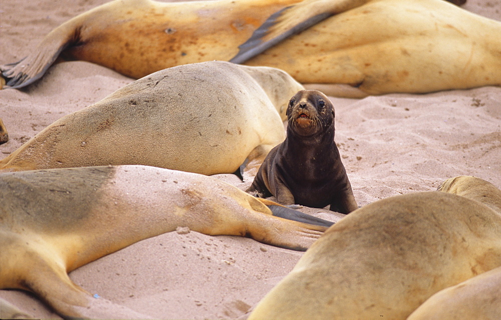 Female Hooker’s Sea Lions (Phocarctos Hookeri) and a puppy in between. Sandy Bay, Auckland Island, Subantarctic New Zealand.   (RR)