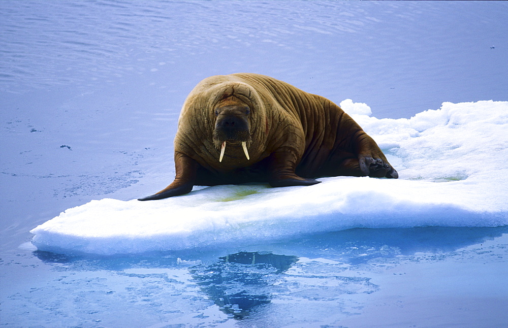 Walrus (Odobenus Rosmarus) lying on an ice floe.  Southern Hinlopen Street, Svalbard, High Norwegian Arctic.