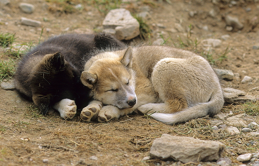 Sleeping sled dogs. Daneborg, headquarters of the Sirius Sled Dog Patrol, NE-Greenland.