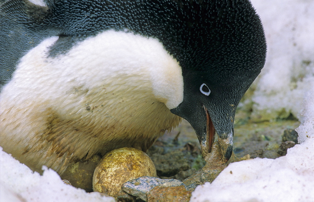 Adult Adelie Penguin (Pygoscelis Adeliae) incubating its eggs. Commonwealth Bay, East Antarctica