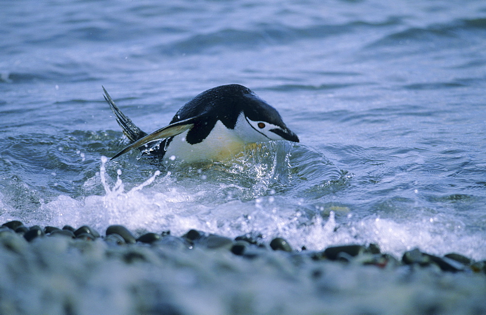 Chinstrap Penguin (Pygoscelis Antarcticus) jumping out of water.  Hannah Point, Livingston Island, Antarctic Peninsula, Antarctica.