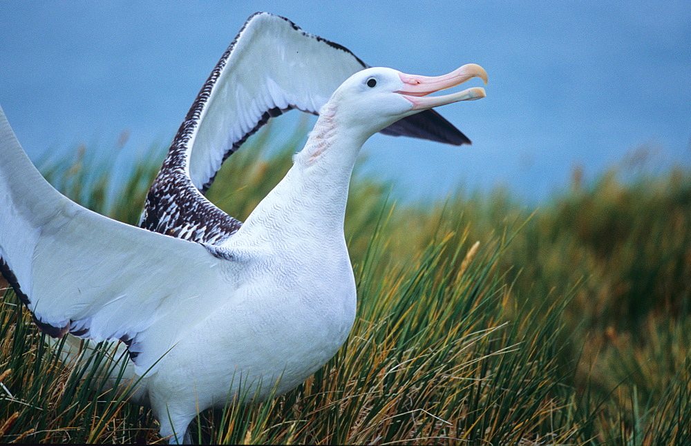 Wandering Albatross (Diomedea Exulans) walking in between tussock grass.  Prion Island, South Georgia, Subantarctic, Southern Ocean.