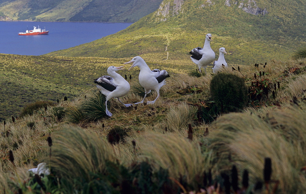 Five gaming Southern Royal Albatross (Diomedea Epomophora). Campbell Island, Subantarctic New Zealand.   (RR)