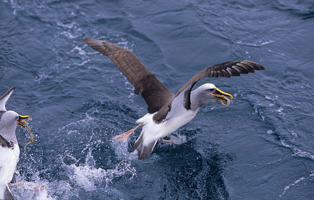 SalvinÕs Albatross (Diomedea Cauta Salvini) feeding of squid. Snares Island, Subantarctic New Zealand. (RR)