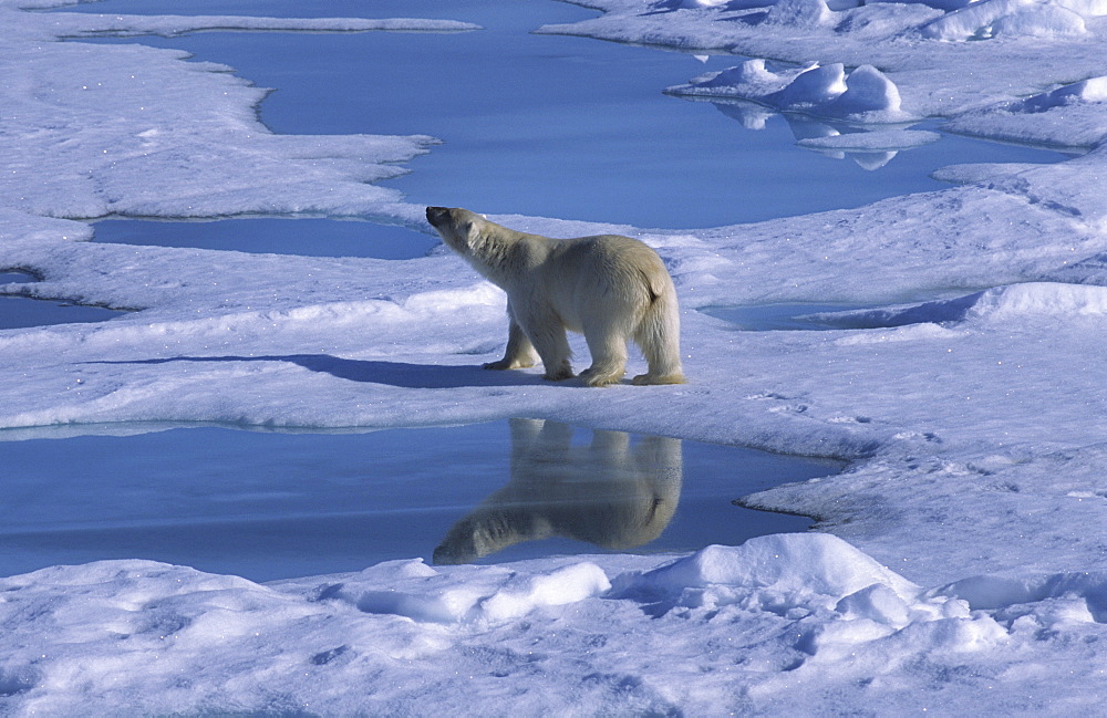 Polar bear (Ursus maritimus) walking on drift ice with its mirror on a meltwater pond.  North of Nordaustlandet, Svalbard Archipelago, High Norwegian Arctic.