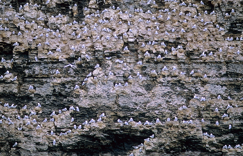 Cliffzone occupied by nesting Kittiwakes (Rissa Tridactyla). Freemansundet, Svalbard.