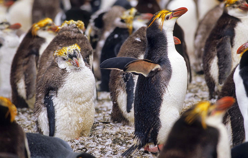 Moulting Royal Penguins (Eudyptes Schlegeli). Sandy Bay, Macquarie Island, Subantarctic Australia.